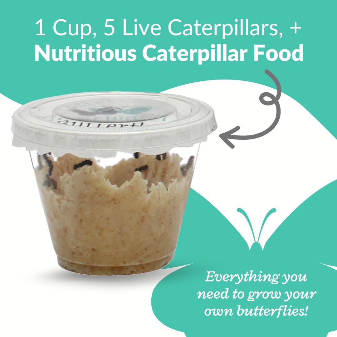 Clearwater Butterfly Live Painted Lady Butterflies - 5 Live Caterpillars - Live Caterpillars to Butterflies - Caterpillars for Butterfly Kit - Mesh Cage Not Included - Live Butterfly Kit - 5 Count