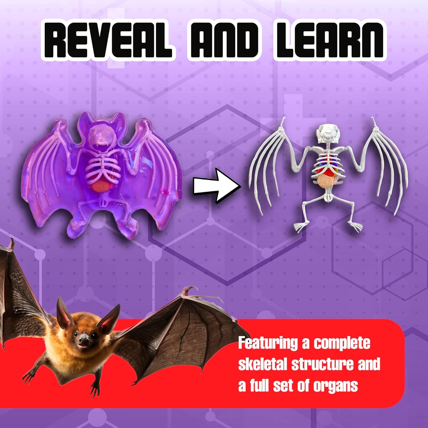 Dissect-It Simulated Synthetic Lab Dissection Toy, STEM Projects for Kids, Animal Science, Biology, and Anatomy Home Learning Kit, Bat