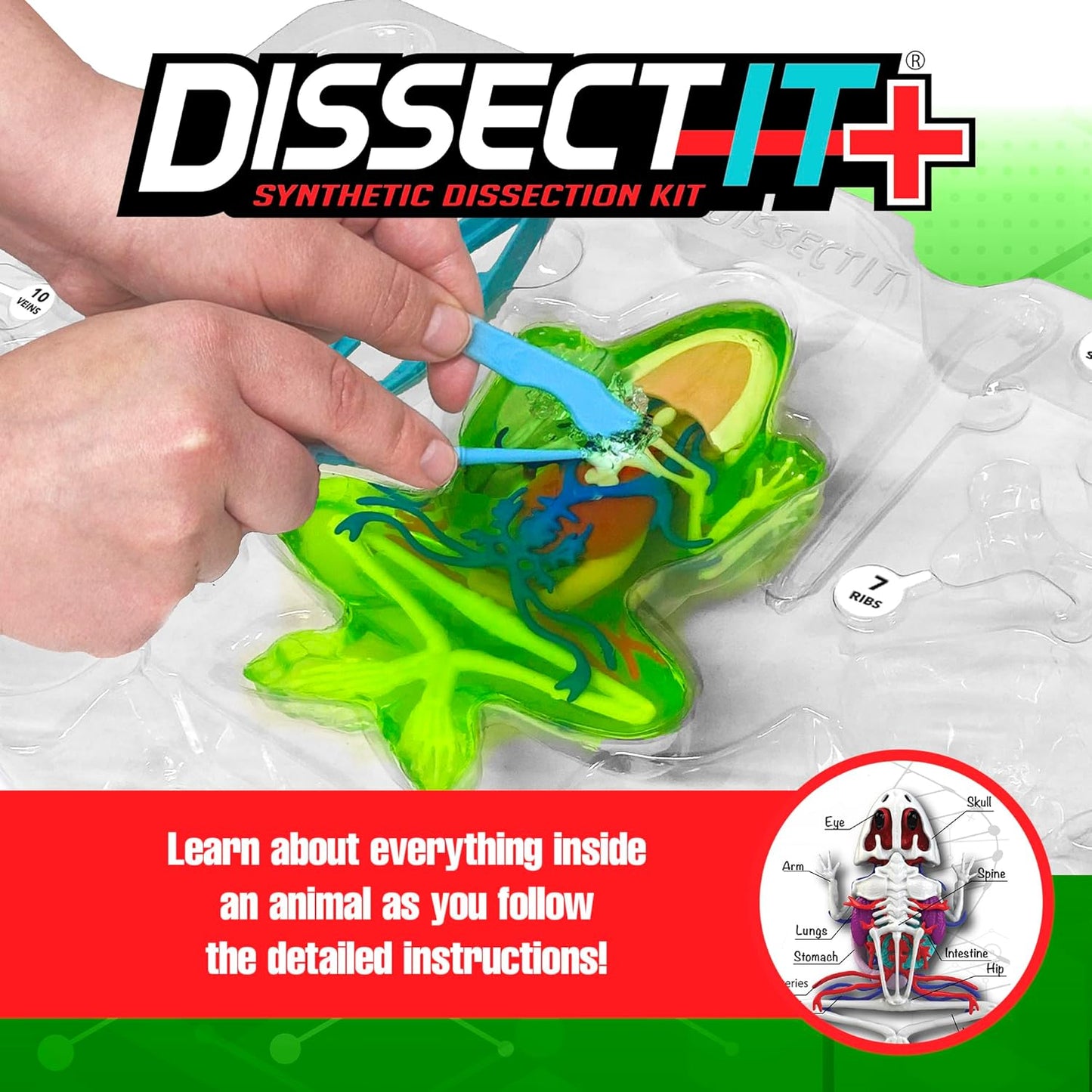 Dissect-It Kit for Kids, Simulated Synthetic Lab Dissection Toy, Frog Super Lab STEM Toys for Animal Science, Biology, and Anatomy