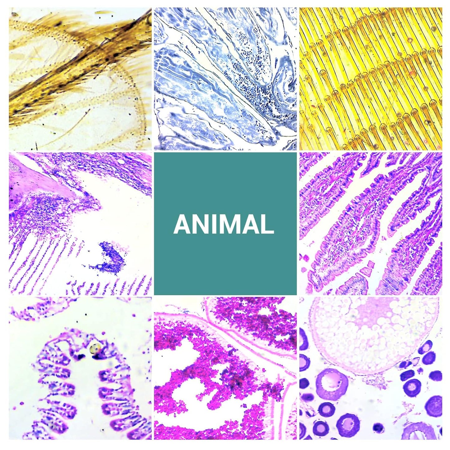 100 Microscope Slides with Specimens for Kids and Adults, Prepared Microscope Slides with Plants Animals Insects for Students Homeschool Edu