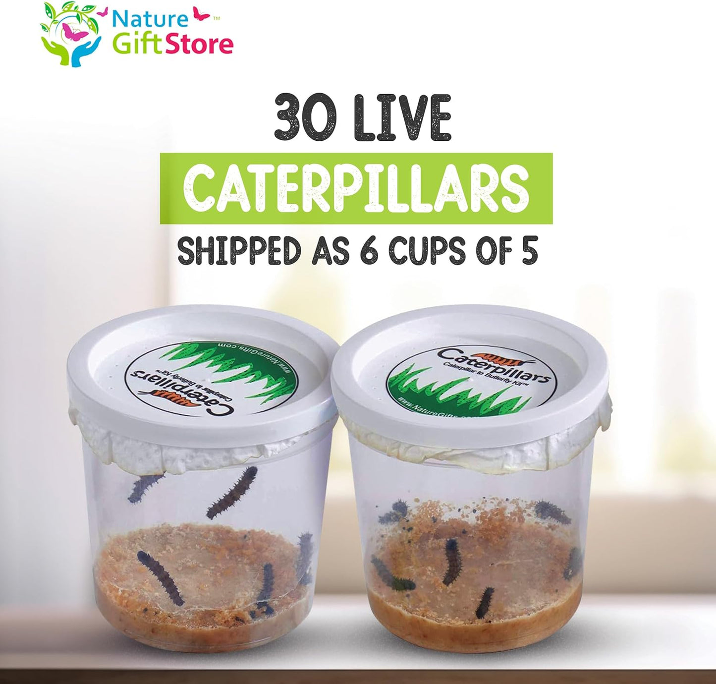 30 Live Caterpillars for Butterfly Habitat Kit - Refill for Painted Lady Butterfly Kit with Caterpillar Food, Instructions - Educational Science Kit, 6 Cups of 5 Caterpillars